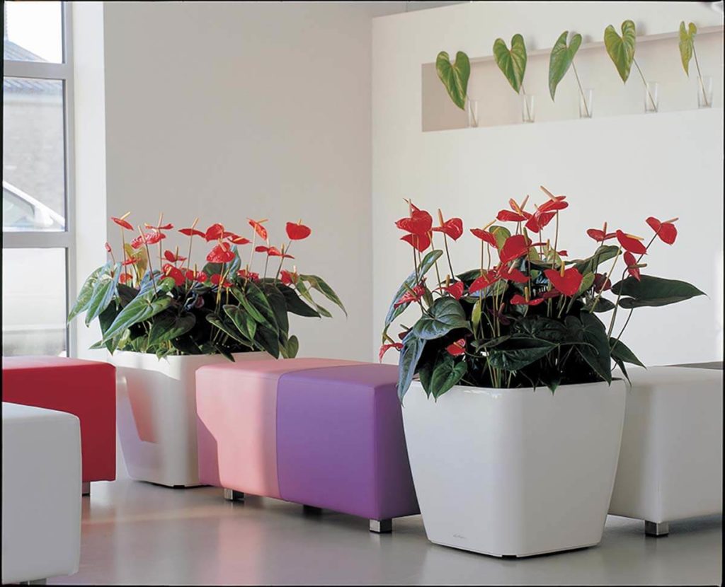 location-de-plantes-paris-anthurium-rouge